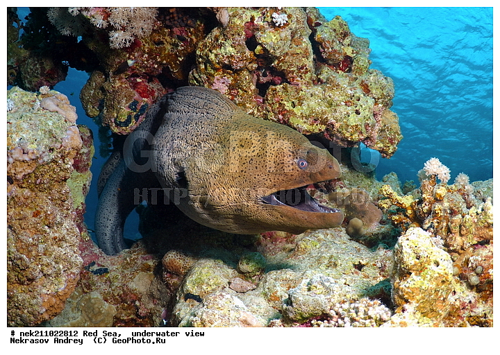 �����, ������� ����, ������, �������, ����, �����, ����������, �������������, �����������, �������, ������, �����, ��������, �����, ��������, ����, ������, ����������, ����������, ����������, �������, �������, ������, �������, ������� ����, ��������, ���, ����, �������, �������, �������, ����, ������, �����, ������������, ������������, ���������, �������, �������, �������, �������, ��������, �����, ����, ����������, ���������, ��������� ���������, ���������, �������, ���, �������, �������, �������, ����, ����, ����, ��������, ��������, �������, �����������, �����������, �����������, �����, ����, ������, ������, ������, ��������, ��������, ��������, ����, ����, XYZ, ���������, Muraenidae, ���������� ������, �������� �����������, �������� ��������, Gymnothorax javanicus