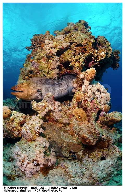 �����, ������� ����, ������, �������, ����, �����, ����������, �������������, �����������, �������, ������, �����, ��������, �����, ��������, ����, ������, ����������, ����������, ����������, �������, �������, ������, �������, ������� ����, ��������, ���, ����, �������, �������, �������, ����, ������, �����, ������������, ������������, ���������, �������, �������, �������, �������, ��������, �����, ����, ����������, ���������, ��������� ���������, ���������, �������, ���, �������, �������, �������, ����, ����, ����, ��������, ��������, �������, �����������, �����������, �����������, �����, ����, ������, ������, ������, ��������, ��������, ��������, ����, ����, XYZ, ���������, Muraenidae, ���������� ������, �������� �����������, �������� ��������, Gymnothorax javanicus