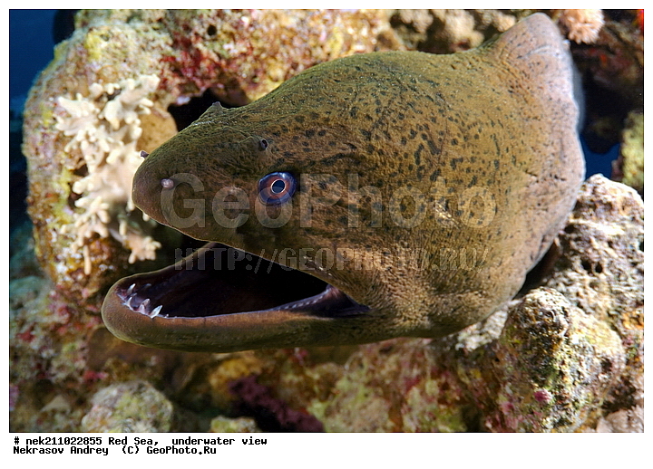 �����, ������� ����, ������, �������, ����, �����, ����������, �������������, �����������, �������, ������, �����, ��������, �����, ��������, ����, ������, ����������, ����������, ����������, �������, �������, ������, �������, ������� ����, ��������, ���, ����, �������, �������, �������, ����, ������, �����, ������������, ������������, ���������, �������, �������, �������, �������, ��������, �����, ����, ����������, ���������, ��������� ���������, ���������, �������, ���, �������, �������, �������, ����, ����, ����, ��������, ��������, �������, �����������, �����������, �����������, �����, ����, ������, ������, ������, ��������, ��������, ��������, ����, ����, XYZ, ���������, Muraenidae, ���������� ������, �������� �����������, �������� ��������, Gymnothorax javanicus