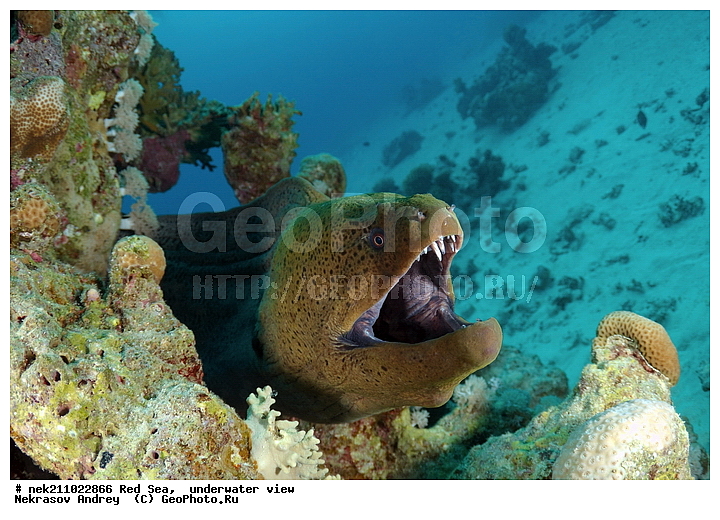 �����, ������� ����, ������, �������, ����, �����, ����������, �������������, �����������, �������, ������, �����, ��������, �����, ��������, ����, ������, ����������, ����������, ����������, �������, �������, ������, �������, ������� ����, ��������, ���, ����, �������, �������, �������, ����, ������, �����, ������������, ������������, ���������, �������, �������, �������, �������, ��������, �����, ����, ����������, ���������, ��������� ���������, ���������, �������, ���, �������, �������, �������, ����, ����, ����, ��������, ��������, �������, �����������, �����������, �����������, �����, ����, ������, ������, ������, ��������, ��������, ��������, ����, ����, XYZ, ���������, Muraenidae, ���������� ������, �������� �����������, �������� ��������, Gymnothorax javanicus