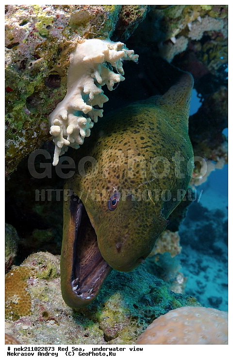 �����, ������� ����, ������, �������, ����, �����, ����������, �������������, �����������, �������, ������, �����, ��������, �����, ��������, ����, ������, ����������, ����������, ����������, �������, �������, ������, �������, ������� ����, ��������, ���, ����, �������, �������, �������, ����, ������, �����, ������������, ������������, ���������, �������, �������, �������, �������, ��������, �����, ����, ����������, ���������, ��������� ���������, ���������, �������, ���, �������, �������, �������, ����, ����, ����, ��������, ��������, �������, �����������, �����������, �����������, �����, ����, ������, ������, ������, ��������, ��������, ��������, ����, ����, XYZ, ���������, Muraenidae, ���������� ������, �������� �����������, �������� ��������, Gymnothorax javanicus