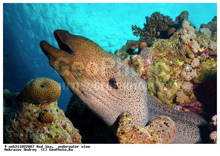 �����, ������� ����, ������, �������, ����, �����, ����������, �������������, �����������, �������, ������, �����, ��������, �����, ��������, ����, ������, ����������, ����������, ����������, �������, �������, ������, �������, ������� ����, ��������, ���, ����, �������, �������, �������, ����, ������, �����, ������������, ������������, ���������, �������, �������, �������, �������, ��������, �����, ����, ����������, ���������, ��������� ���������, ���������, �������, ���, �������, �������, �������, ����, ����, ����, ��������, ��������, �������, �����������, �����������, �����������, �����, ����, ������, ������, ������, ��������, ��������, ��������, ����, ����, XYZ, ���������, Muraenidae, ���������� ������, �������� �����������, �������� ��������, Gymnothorax javanicus