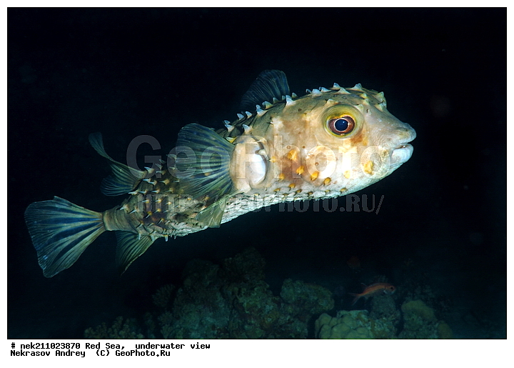 ������� ����, ������, �������, �����, ����, �����, ����������������, �������������, �������, ���������, ������������, ����������, ������, ��, �����, ��������, �����, ��������, ������, ����������, ����������, ����������, �������, �������, ������, �������, �����, ���, ����, �������, �������, �������, ����, ������������, ������������, ������, ������, ����, �����, ������������, ������������, ���������, ������� , ������, �������, ����, ����������, ���������, ��������� ���������, ���������, �������, ���, �������, �������, �������, ����, ����, ������, ��������, ��������, �������, �����������, �����������, �����������, ����, ������ ���, ��������, ��������, ��������, ��������, ��������, ��������, ����, ����, XYZ, ���-����, ����������, Diodontidae, ����������� ����-��, ����������� ����-��, ����������� ���� ��, ����������� ���� ��, Diodon hystrix