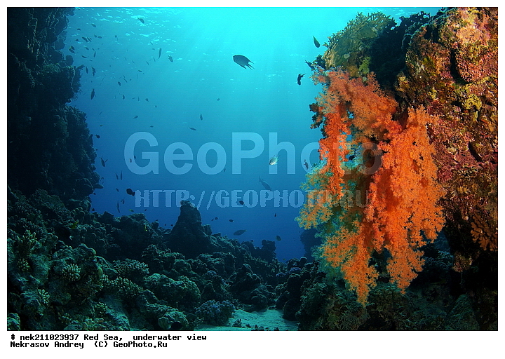 soft, ������� ����, ������, �������, ����, �����, �������������, �������, ������, �����, ��������, �����, ��������, ������, ����������, ����������, ����������, �������, �������, ������, �������, ���, ����, �������, �������, �������, ����, ������, �����, ������������, ������������, ���������, ������, ����, ����������, ���������, ��������� ���������, ���������, �������, ���, �������, �������, �������, ����, ��������, ��������, �������, �����������, �����������, �����������