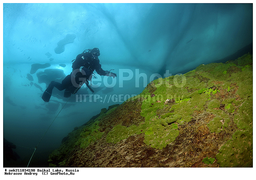 ICE diving, Lubomirskiidae, Sponges, ice-diving, icediving, ������, �������, �������, �����������, �����������, �����������, �����������, ��������� ���, ������, �������, ������, ���������, ���������, ���������, ������, ��������, �����������, �����, �����, ����, ������, ������, ������, �����, �����, �����, �������, ���, ����, ������, ���, �������, ����������, ����������, ������, �������, �������, �������, �������, �����, ����, ��, ������, ������, �����, ��������, ��, ���, ���������, ���������, ���������, ���������, ��������, ���������, ���������, ��������� ��������, ���������, ���������, �������, ������������, ������������, �������, �������, �����������, �����������, �����, ������, ��������, ��������, ��������, ������, �����, ����, �������, �����, �����, ������, ������, ����������, �������, ������� � ��������� ���, ������� � �������, �������������, ���������, ��������� ���, ������ ������, ������, �������, ������, ���������������������, ����������, ����������, �������, �����������, ����, �����, ���������, �����, �������, ��������, ����������, ���������, ���������, �������, ���������� ���������, ������, ������, ���, ����, ������, �����, �����, ���, ������, ��� ������, ������ ������, ������, ����� ������, ������ �����, ����������� ����, ���� ������, ����� ����, ����, ��������� ������, ��������� ����, ������� �����