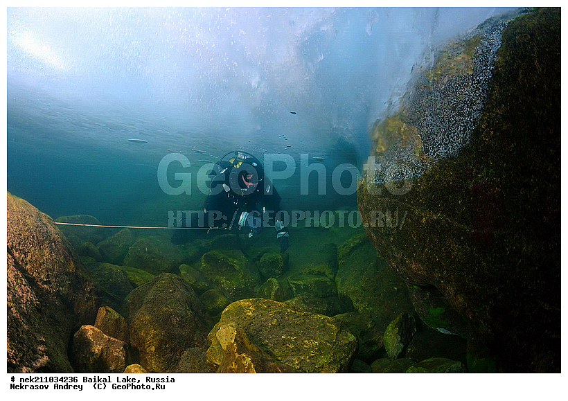 ICE diving, Lubomirskiidae, Sponges, ice-diving, icediving, ������, �������, �������, �����������, �����������, �����������, �����������, ��������� ���, ������, �������, ������, ���������, ���������, ���������, ������, ��������, �����������, �����, �����, ����, ������, ������, ������, �����, �����, �����, �������, ���, ����, ������, ���, �������, ����������, ����������, ������, �������, �������, �������, �������, �����, ����, ��, ������, ������, �����, ��������, ��, ���, ���������, ���������, ���������, ���������, ��������, ���������, ���������, ��������� ��������, ���������, ���������, �������, ������������, ������������, �������, �������, �����������, �����������, �����, ������, ��������, ��������, ��������, ������, �����, ����, �������, �����, �����, ������, ������, ����������, �������, �������������, ���������, ��������� ���, ������ ������, ������, �������, ������, ���������������������, ����������, ����������, �������, �����������, ����, �����, ���������, �����, �������, ��������, ����������, ���������, ���������, �������, ���������� ���������, ������, ������, ���, ����, ������, �����, �����, ���, ������, ��� ������, ������ ������, ������, ����� ������, ������ �����, ����������� ����, ���� ������, ����� ����, ����, ��������� ������, ��������� ����, ������� �����