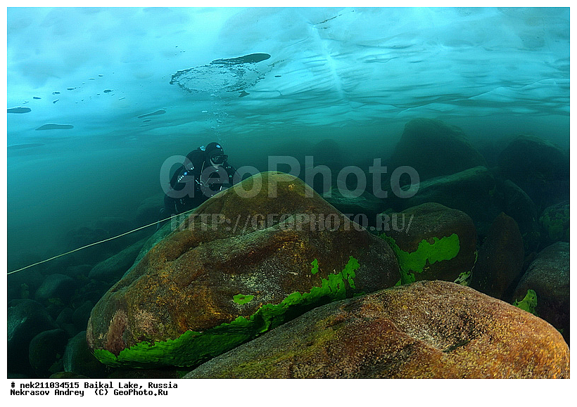 ICE diving, Lubomirskiidae, Sponges, ice-diving, icediving, ������, �������, �������, �����������, �����������, �����������, �����������, ��������� ���, ������, �������, ������, ���������, ���������, ���������, ������, ��������, �����������, �����, �����, ����, ������, ������, ������, �����, �����, �����, �������, ���, ����, ������, ���, �������, ����������, ����������, ������, �������, �������, �������, �������, �����, ����, ��, ������, ������, �����, ��������, ��, ���, ���������, ���������, ���������, ���������, ��������, ���������, ���������, ��������� ��������, ���������, ���������, �������, ������������, ������������, ������������, �������, �������, �����������, �����������, �����, ������, ��������, ��������, ��������, ������, �����, ����, �������, �����, �����, ������, ������, ����������, �������, �������������, ���������, ��������� ���, ������ ������, ������, �������, ������, ���������������������, ����������, ����������, �������, �����������, ����, �����, ���������, �����, �������, ��������, ����������, ���������, ���������, �������, ���������� ���������, ������, ������, ���, ����, ������, �����, ������, ����� ������, ������ �����, ����������� ����, ���� ������, ����� ����, ����, ��������� ������, ��������� ����, ������� �����