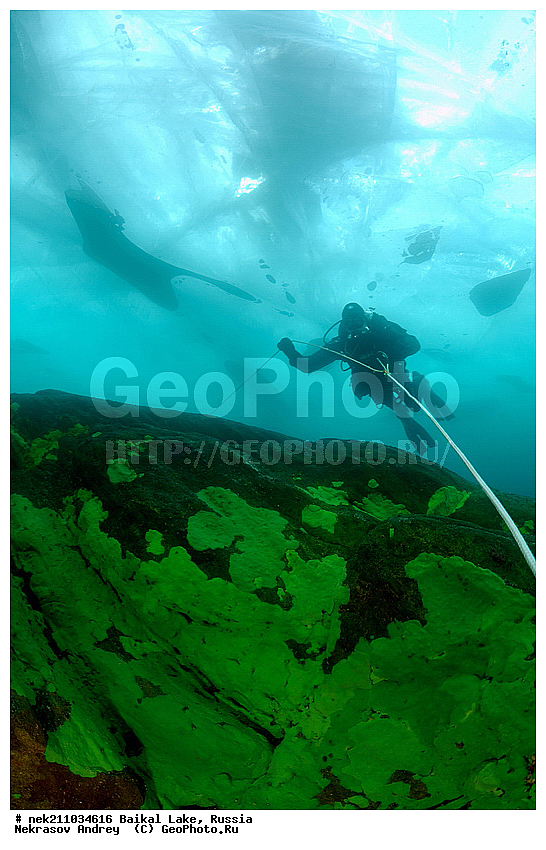 ICE diving, Lubomirskiidae, Sponges, ice-diving, icediving, ������, �������, �������, �����������, �����������, �����������, �����������, ��������� ���, ������, �������, ������, ���������, ���������, ���������, ������, ��������, �����������, �����, �����, ����, ������, ������, ������, �����, �����, �����, �������, ���, ����, ������, ���, �������, ����������, ����������, ������, �������, �������, �������, �������, �����, ����, ��, ������, ������, �����, ��������, ��, ���, ���������, ���������, ���������, ���������, ��������, ���������, ���������, ��������� ��������, ���������, ���������, �������, ������������, ������������, ������������, �������, �������, �����������, �����������, �����, ������, ��������, ��������, ��������, ������, �����, ����, �������, �����, �����, ������, ������, ����������, �������, ������� � ��������� ���, ������� � �������, �������������, ���������, ��������� ���, ������ ������, ������, �������, ������, ���������������������, ����������, ����������, �������, �����������, ����, �����, ���������, �����, �������, ��������, ����������, ���������, ���������, �������, ���������� ���������, ������, ������, ���, ����, ������, �����, ������, ����� ������, ������ �����, ����������� ����, ���� ������, ����� ����, ����, ��������� ������, ��������� ����, ������� �����