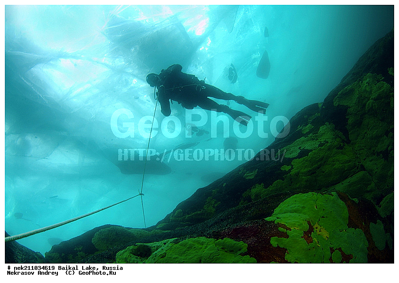 ICE diving, Lubomirskiidae, Sponges, ice-diving, icediving, ������, �������, �������, �����������, �����������, �����������, �����������, ��������� ���, ������, �������, ������, ���������, ���������, ���������, ������, ��������, �����������, �����, �����, ����, ������, ������, ������, �����, �����, �����, �������, ���, ����, ������, ���, �������, ����������, ����������, ������, �������, �������, �������, �������, �����, ����, ��, ������, ������, �����, ��������, ��, ���, ���������, ���������, ���������, ���������, ��������, ���������, ���������, ��������� ��������, ���������, ���������, �������, ������������, ������������, ������������, �������, �������, �����������, �����������, �����, ������, ��������, ��������, ��������, ������, �����, ����, �������, �����, �����, ������, ������, ����������, �������, ������� � ��������� ���, ������� � �������, �������������, ���������, ��������� ���, ������ ������, ������, �������, ������, ���������������������, ����������, ����������, �������, �����������, ����, �����, ���������, �����, �������, ��������, ����������, ���������, ���������, �������, ���������� ���������, ������, ������, ���, ����, ������, �����, ������, ����� ������, ������ �����, ����������� ����, ���� ������, ����� ����, ����, ��������� ������, ��������� ����, ������� �����