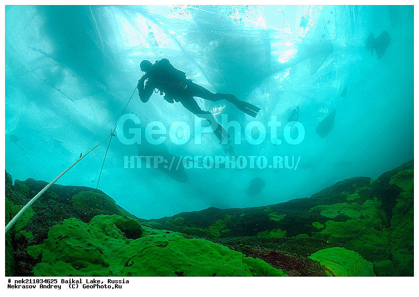 ICE diving, Lubomirskiidae, Sponges, ice-diving, icediving, ������, �������, �������, �����������, �����������, �����������, �����������, ��������� ���, ������, �������, ������, ���������, ���������, ���������, ������, ��������, �����������, �����, �����, ����, ������, ������, ������, �����, �����, �����, �������, ���, ����, ������, ���, �������, ����������, ����������, ������, �������, �������, �������, �������, �����, ����, ��, ������, ������, �����, ��������, ��, ���, ���������, ���������, ���������, ���������, ��������, ���������, ���������, ��������� ��������, ���������, ���������, �������, ������������, ������������, ������������, �������, �������, �����������, �����������, �����, ������, ��������, ��������, ��������, ������, �����, ����, �������, �����, �����, ������, ������, ����������, �������, �������������, ���������, ��������� ���, ������ ������, ������, �������, ������, ���������������������, ����������, ����������, �������, �����������, ����, �����, ���������, �����, �������, ��������, ����������, ���������, ���������, �������, ���������� ���������, ������, ������, ���, ����, ������, �����, ������, ����� ������, ������ �����, ����������� ����, ���� ������, ����� ����, ����, ��������� ������, ��������� ����, ������� �����