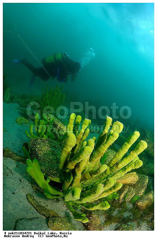 Baikalo Spongia, Baikalospongia dzhegatajensis Rezvoi, Haplosclerida, ICE diving, Lubomirskiidae, Porifera, Sponges, baicalensis, ice-diving, icediving, ������, �������, �������, �����������, �����������, �����������, �����������, ��������� ���, ������, �������, ������, ���������, ���������, ���������, ������, ��������, �����������, �����, �����, ����, ������, ������, ������, �����, �����, �������, ���, �������, ����, ������, ���, �������, ����������, ����������, ������, �������, �������, �������, �������, �����, ����, ��, ������, ������, �����, ��������, ��, ���, ���������, ���������, ���������, ���������, ��������, ���������, ���������, ��������� ��������, ���������, ���������, �������, ������������, ������������, ������������, �������, �������, �����������, �����������, �����, ������, ��������, ��������, ��������, ������, �����, ����, �������, �����, �����, ������, ������, ����������, �������, ������� � ��������� ���, ������� � �������, �������������, ���������, ��������� ���, ������ ������, ������, �������, ������, ���������������������, ����������, ����������, �������, �����������, ����, �����, ���������, �����, �������, ��������, ����������, ���������, ���������, �������, ���������� ���������, ������, ������, ���, ����, ������, �����, ������, ����� ������, ������ �����, ����������� ����, ���� ������, ����� ����, ����, ��������� ������, ��������� ����, ������� �����