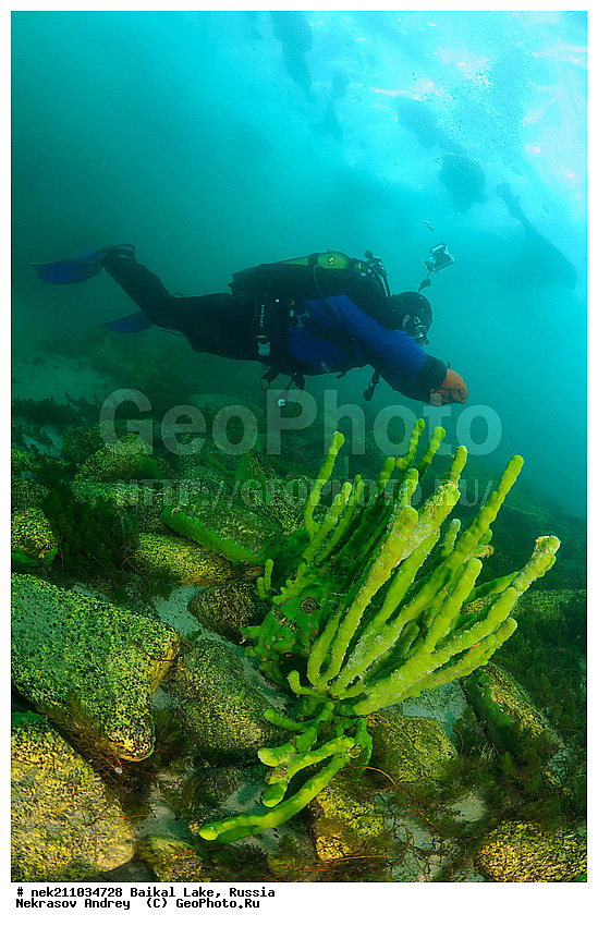 Baikalo Spongia, Baikalospongia dzhegatajensis Rezvoi, Haplosclerida, ICE diving, Lubomirskiidae, Porifera, Sponges, baicalensis, ice-diving, icediving, ������, �������, �������, �����������, �����������, �����������, �����������, ��������� ���, ������, �������, ������, ���������, ���������, ���������, ������, ��������, �����������, �����, �����, ����, ������, ������, ������, �����, �����, �������, ���, �������, ����, ������, ���, �������, ����������, ����������, ������, �������, �������, �������, �������, �����, ����, ��, ������, ������, �����, ��������, ��, ���, ���������, ���������, ���������, ���������, ��������, ���������, ���������, ��������� ��������, ���������, ���������, �������, ������������, ������������, ������������, �������, �������, �����������, �����������, �����, ������, ��������, ��������, ��������, ������, �����, ����, �������, �����, �����, ������, ������, ����������, �������, ������� � ��������� ���, ������� � �������, �������������, ���������, ��������� ���, ������ ������, ������, �������, ������, ���������������������, ����������, ����������, �������, �����������, ����, �����, ���������, �����, �������, ��������, ����������, ���������, ���������, �������, ���������� ���������, ������, ������, ���, ����, ������, �����, ������, ����� ������, ������ �����, ����������� ����, ���� ������, ����� ����, ����, ��������� ������, ��������� ����, ������� �����