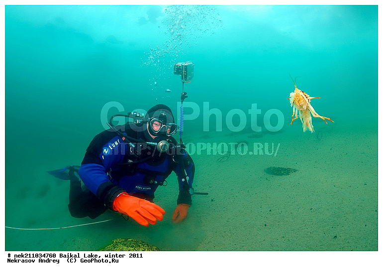 Acanthogammarus victori, Amphipoda, Animal, Baikalian amphipods, Baikalo Spongia, Baikalospongia dzhegatajensis Rezvoi, Gammaridae, Gammarus, Haplosclerida, ICE diving, Lubomirskiidae, Malacostraca, Metazoa, Porifera, Sponges, amphipod, baicalensis, crustacean, genus, ice-diving, icediving, lacustris, ������, �����������, �������, ��������, ��������� ���, ������, �������, ������, ��������, �����������, �������, ����, ������, ������, ������, �����, �����, �������, ���, �������, ����, ������, ���, �����, ����, ������, ������, �����, ��������, ���, ���������, ���������, ���������, ���������, ��������, ���������, ���������, ��������� ��������, ���������, ���������, �������, ������������, ������������, ������������, �������, �������, �����������, �����������, ������������, �����, �����, ����, �����, �����, ������, ������, ����������, �������, �������������, ���������, ��������� ���, ������ ������, ������, �������, ������, ���������������������, ����������, ����������, �������, �����������, ����, �����, ���������, �����, �������, ��������, ����������, ���������, ���������, �������, ���������� ���������, ������, ������, ���, ����, ������, �����, Acanthogammarus, victorii, maculosus, ��������, �������������, ������, ����� ������, ������ �����, ����������� ����, ���� ������, ����� ����, ����, ��������� ������, ��������� ����, ������� �����