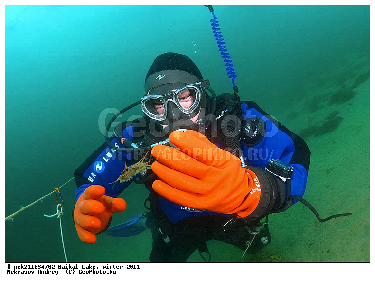 Acanthogammarus victori, Amphipoda, Animal, Baikalian amphipods, Baikalo Spongia, Baikalospongia dzhegatajensis Rezvoi, Gammaridae, Gammarus, Haplosclerida, ICE diving, Lubomirskiidae, Malacostraca, Metazoa, Porifera, Sponges, amphipod, baicalensis, crustacean, genus, ice-diving, icediving, lacustris, ������, �������, �������, �����������, �����������, �����������, �����������, �������, ��������, ��������� ���, ������, �������, ������, ���������, ���������, ���������, ������, ��������, �����������, �������, �����, �����, ����, ������, ������, ������, �����, �����, �������, ���, ����, ������, ���, �������, ����������, ����������, ������, �������, �������, �������, �������, �����, ����, ��, ������, ������, �����, ��������, ��, ���, ���������, ���������, ���������, ���������, ��������, ���������, ���������, ��������� ��������, ���������, ���������, �������, ������������, ������������, ������������, �������, �������, �����������, �����������, ������������, �����, ������, ��������, ��������, ��������, ������, �����, ����, �������, �����, �����, ������, ������, ����������, �������, ������� � ��������� ���, ������� � �������, �������������, ���������, ��������� ���, ������ ������, ������, �������, ������, ���������������������, ����������, ����������, �������, �����������, ����, �����, ���������, �����, �������, ��������, ����������, ���������, ���������, �������, ���������� ���������, ������, ������, ���, ����, ������, �����, Acanthogammarus, victorii, maculosus, ��������, �������������, ������, ����� ������, ������ �����, ����������� ����, ���� ������, ����� ����, ����, ��������� ������, ��������� ����, ������� �����