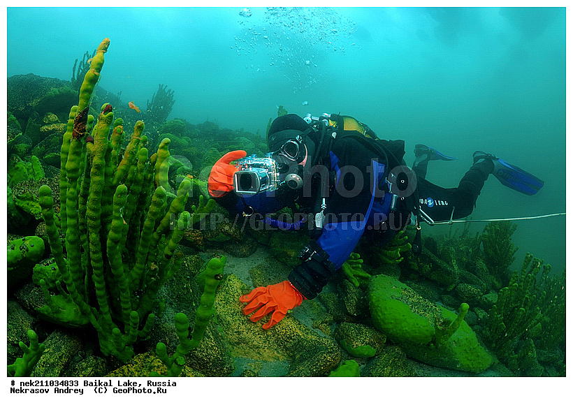 Baikalo Spongia, Baikalospongia dzhegatajensis Rezvoi, Haplosclerida, ICE diving, Lubomirskiidae, Porifera, Sponges, baicalensis, ice-diving, icediving, ������, �������, �������, �����������, �����������, �����������, �����������, ��������� ���, ������, �������, ������, ���������, ���������, ���������, ������, ��������, �����������, �����, �����, ����, ������, ������, ������, �����, �����, �������, ���, �������, ����, ������, ���, �������, ����������, ����������, ������, �������, �������, �������, �������, �����, ����, ��, ������, ������, �����, ��������, ��, ���, ���������, ���������, ���������, ���������, ��������, ���������, ���������, ��������� ��������, ���������, ���������, �������, ������������, ������������, ������������, �������, �������, �����������, �����������, �����, ������, ��������, ��������, ��������, ������, �����, ����, �������, �����, �����, ������, ������, ����������, �������, ������� � ��������� ���, ������� � �������, �������������, ���������, ��������� ���, ������ ������, ������, �������, ������, ���������������������, ����������, ����������, �������, �����������, ����, �����, ���������, �����, �������, ��������, ����������, ���������, ���������, �������, ���������� ���������, ������, ������, ���, ����, ������, �����, ������, ����� ������, ������ �����, ����������� ����, ���� ������, ����� ����, ����, ��������� ������, ��������� ����, ������� �����