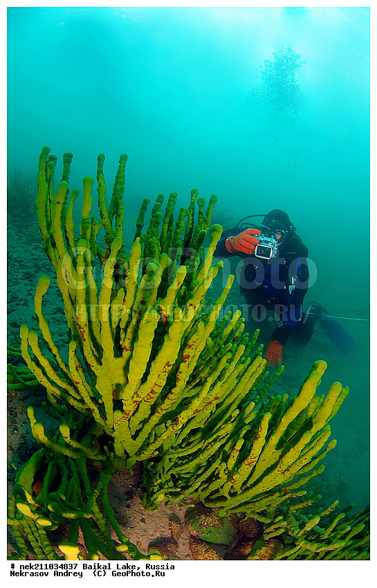 Baikalo Spongia, Baikalospongia dzhegatajensis Rezvoi, Haplosclerida, ICE diving, Lubomirskiidae, Porifera, Sponges, baicalensis, ice-diving, icediving, ������, �������, �������, �����������, �����������, �����������, �����������, ��������� ���, ������, �������, ������, ���������, ���������, ���������, ������, ��������, �����������, �����, �����, ����, ������, ������, ������, �����, �����, �������, ���, �������, ����, ������, ���, �������, ����������, ����������, ������, �������, �������, �������, �������, �����, ����, ��, ������, ������, �����, ��������, ��, ���, ���������, ���������, ���������, ���������, ��������, ���������, ���������, ��������� ��������, ���������, ���������, �������, ������������, ������������, ������������, �������, �������, �����������, �����������, �����, ������, ��������, ��������, ��������, ������, �����, ����, �������, �����, �����, ������, ������, ����������, �������, ������� � ��������� ���, ������� � �������, �������������, ���������, ��������� ���, ������ ������, ������, �������, ������, ���������������������, ����������, ����������, �������, �����������, ����, �����, ���������, �����, �������, ��������, ����������, ���������, ���������, �������, ���������� ���������, ������, ������, ���, ����, ������, �����, ������, ����� ������, ������ �����, ����������� ����, ���� ������, ����� ����, ����, ��������� ������, ��������� ����, ������� �����