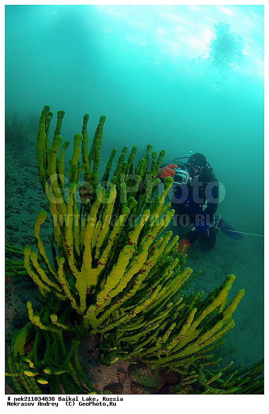 Baikalo Spongia, Baikalospongia dzhegatajensis Rezvoi, Haplosclerida, ICE diving, Lubomirskiidae, Porifera, Sponges, baicalensis, ice-diving, icediving, ������, �������, �������, �����������, �����������, �����������, �����������, ��������� ���, ������, �������, ������, ���������, ���������, ���������, ������, ��������, �����������, �����, �����, ����, ������, ������, ������, �����, �����, �������, ���, �������, ����, ������, ���, �������, ����������, ����������, ������, �������, �������, �������, �������, �����, ����, ��, ������, ������, �����, ��������, ��, ���, ���������, ���������, ���������, ���������, ��������, ���������, ���������, ��������� ��������, ���������, ���������, �������, ������������, ������������, ������������, �������, �������, �����������, �����������, �����, ������, ��������, ��������, ��������, ������, �����, ����, �������, �����, �����, ������, ������, ����������, �������, ������� � ��������� ���, ������� � �������, �������������, ���������, ��������� ���, ������ ������, ������, �������, ������, ���������������������, ����������, ����������, �������, �����������, ����, �����, ���������, �����, �������, ��������, ����������, ���������, ���������, �������, ���������� ���������, ������, ������, ���, ����, ������, �����, ������, ����� ������, ������ �����, ����������� ����, ���� ������, ����� ����, ����, ��������� ������, ��������� ����, ������� �����