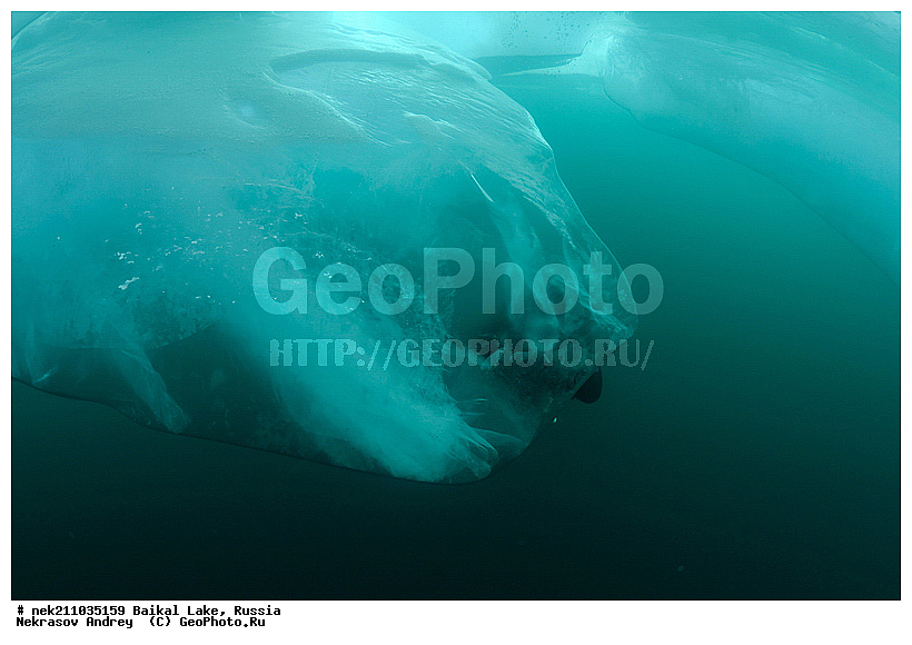 Didier, ICE diving, Noirot, ice-diving, icediving, ������, �������, �������, �����������, �����������, �����������, �����, �����, ��������� ���, ������, �������, ������, ���������, ���������, ���������, ������, ��������, �����������, �����, �����, �����, �����-��������, �����������, ����, ������, ������, ������, �����, �������, ����, ������, ����, ���, �������, ����������, ����������, ������, �������, �������, �������, �������, ����, ��, ������, ������, �����, ��������, ��������, ��, ���, ���������, ���������, ���������, ���������, ��������, ���������, ���������, ��������� ��������, ���������, ���������, �������, ������������, ������������, ������������, �������, �������, �����������, �����������, �����, ������, ��������, ��������, ��������, ������, �����, ����, �������, �������, �����, �����, ������, ������, ����������, �������, �������������, ���������, ��������� ���, ������ ������, ������, �������, ������, ���������������������, ����������, ����������, �������, �����������, ����, �����, ���������, �����, �������, ��������, ����������, ���������, ���������, �������, ���������� ���������, ������, ������, ���, ����, ������, �����, ������, ����� ������, ������ �����, ����������� ����, ���� ������, ����� ����, ����, ��������� ������, ��������� ����, ������� �����