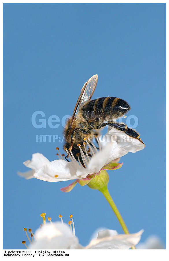 Ectognatha, Insecta, Insecta-Ectognatha, ������, ��������, ���������, �����, �������������, ���������, ������, �����, ������, ��������, �����, �������, �������, ������, ��������, ��������, ������, ������, ��������, ��������, �����, ���, �������, ���������, ����������, ����, ������, �������, �������, ������������, ������, ��������, �����, �������, �����, ������, ������������, ������, ��������, ���, ����, ��������, ��������, �������, �������, �����, ���, ���������, ����, ��������, ������, ������, ��������, �����, �����������, �����, ����, ��������������, �������������, ��������������