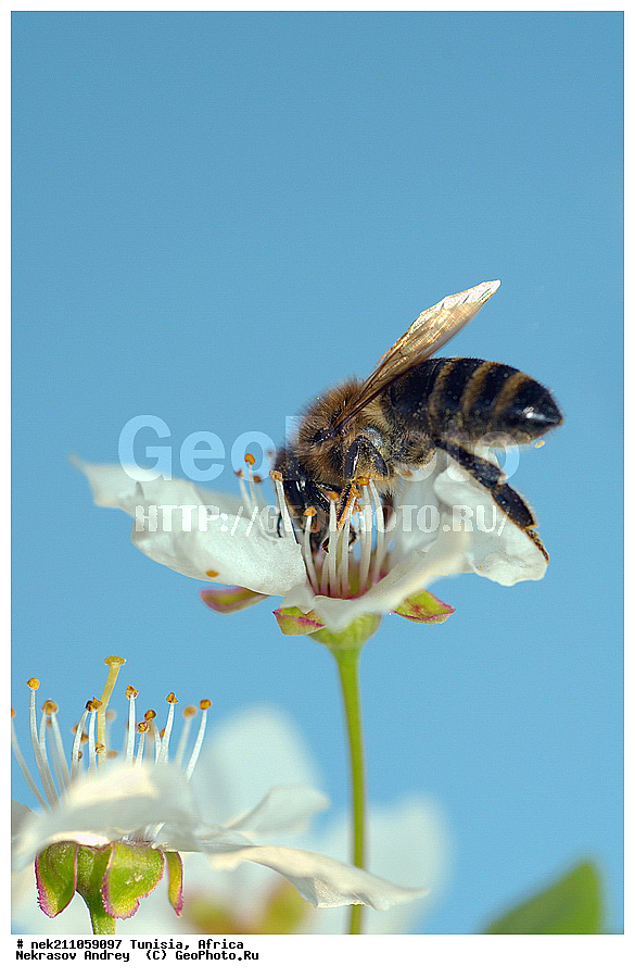 Ectognatha, Insecta, Insecta-Ectognatha, ������, ��������, ���������, �����, �������������, ���������, ������, �����, ������, ��������, �����, �������, �������, ������, ��������, ��������, ������, ������, ��������, ��������, �����, ���, �������, ���������, ����������, ����, ������, �������, �������, ������������, ������, ��������, �����, �������, �����, ������, ������������, ������, ��������, ���, ����, ��������, ��������, �������, �������, �����, ���, ���������, ����, ��������, ������, ������, ��������, �����, �����������, �����, ����, ��������������, �������������, ��������������
