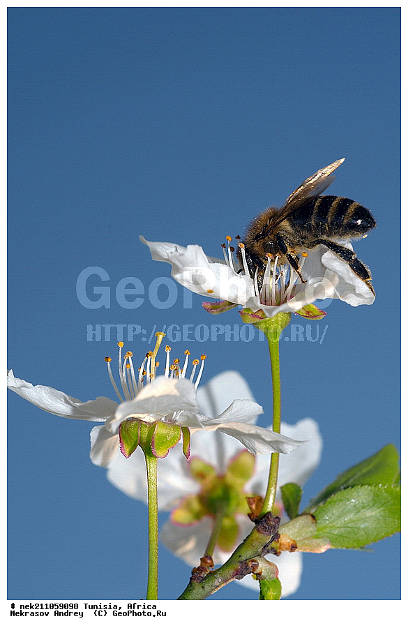 Ectognatha, Insecta, Insecta-Ectognatha, ������, ��������, ���������, �����, �������������, ���������, ������, �����, ���������, ������, ��������, �����, �������, �������, ������, ��������, ��������, ������, ������, ��������, ��������, �����, ���, �������, ���������, ����������, ����, ������, �������, �������, ������������, ������, ��������, �����, �������, �����, ������, ������������, ������, ��������, ���, ����, ��������, ��������, �������, �������, �����, ���, ���������, ����, ��������, ������, ������, ��������, �����, �����������, �����, ����, ��������������, �������������, ��������������