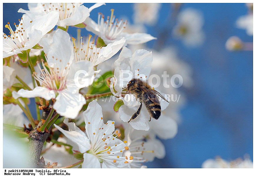 Ectognatha, Insecta, Insecta-Ectognatha, ������, ��������, ���������, �����, �������������, ���������, ������, �����, ������, ��������, �����, �������, �������, ������, ��������, ��������, ������, ������, ��������, ��������, �����, ���, �������, ���������, ����������, ����, ������, �������, �������, ������������, ������, ��������, �����, �������, �����, ������, ������������, ������, ��������, ���, ����, ��������, ��������, �������, �������, �����, ���, ���������, ����, ��������, ������, ������, ��������, �����, �����������, �����, ����, ��������������, �������������, ��������������