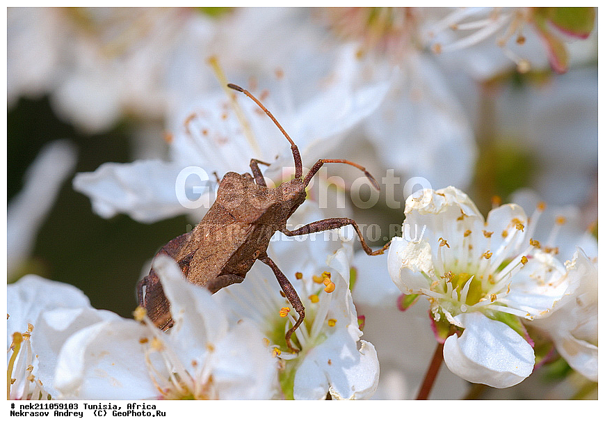 Ectognatha, Insecta, Insecta-Ectognatha, ������, ��������, ���������, �����, �������������, ���������, ������, �����, ������, ��������, �����, ������, ��������, ���, ����, ��������, ������, ��������, ��������, �����, ���������, ����������, ������, �������, �������, ������������, ������, ��������, �����, �������, ������, ��������, ���, ����, ��������, ��������, �������, �������, �����, ���, ���������, ����, ��������, ������, ������, ��������, �����, �����������, �����, ����, ��������������, �������������, ��������������