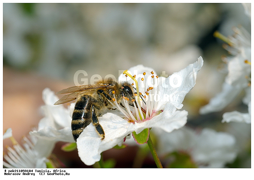 Ectognatha, Insecta, Insecta-Ectognatha, ������, ��������, ���������, �����, �������������, ���������, ������, �����, ���������, ������, ��������, �����, �������, �������, ������, ��������, ��������, ������, ������, ��������, ��������, �����, ���, �������, ���������, ����������, ����, ������, �������, �������, ������������, ������, ��������, �����, �������, �����, ������, ������������, ������, ��������, ���, ����, ��������, ��������, �������, �������, �����, ���, ���������, ����, ��������, ������, ������, ��������, �����, �����������, �����, ����, ��������������, �������������, ��������������