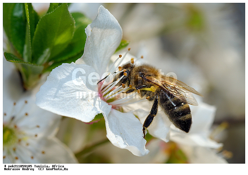 Ectognatha, Insecta, Insecta-Ectognatha, ������, ��������, ���������, �����, �������������, ���������, ������, �����, ���������, ������, ��������, �����, �������, �������, ������, ��������, ��������, ������, ������, ��������, ��������, �����, ���, �������, ���������, ����������, ����, ������, �������, �������, ������������, ������, ��������, �����, �������, �����, ������, ������������, ������, ��������, ���, ����, ��������, ��������, �������, �������, �����, ���, ���������, ����, ��������, ������, ������, ��������, �����, �����������, �����, ����, ��������������, �������������, ��������������