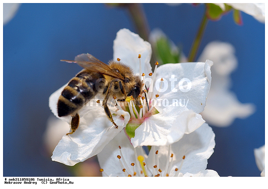Ectognatha, Insecta, Insecta-Ectognatha, ������, ��������, ���������, �����, �������������, ���������, ������, �����, ������, ��������, �����, �������, �������, ������, ��������, ��������, ������, ������, ��������, ��������, �����, ���, �������, ���������, ����������, ����, ������, �������, �������, ������������, ������, ��������, �����, �������, �����, ������, ������������, ������, ��������, ���, ����, ��������, ��������, �������, �������, �����, ���, ���������, ����, ��������, ������, ������, ��������, �����, �����������, �����, ����, ��������������, �������������, ��������������