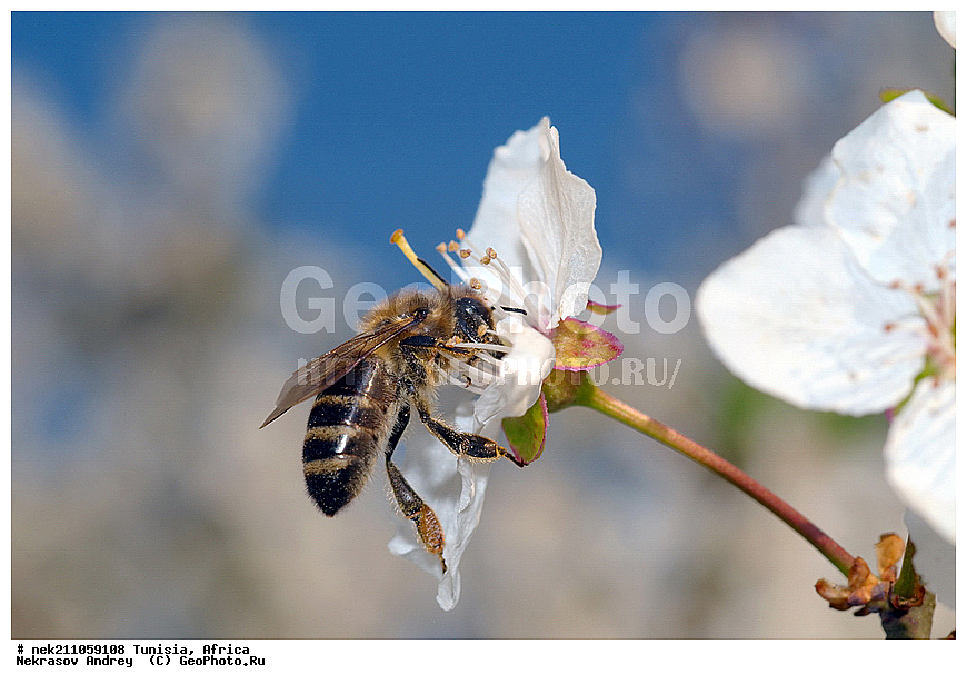 Ectognatha, Insecta, Insecta-Ectognatha, ������, ��������, ���������, �����, �������������, ���������, ������, �����, ���������, ������, ��������, �����, �������, �������, ������, ��������, ��������, ������, ������, ��������, ��������, �����, ���, �������, ���������, ����������, ����, ������, �������, �������, ������������, ������, ��������, �����, �������, �����, ������, ������������, ������, ��������, ���, ����, ��������, ��������, �������, �������, �����, ���, ���������, ����, ��������, ������, ������, ��������, �����, �����������, �����, ����, ��������������, �������������, ��������������