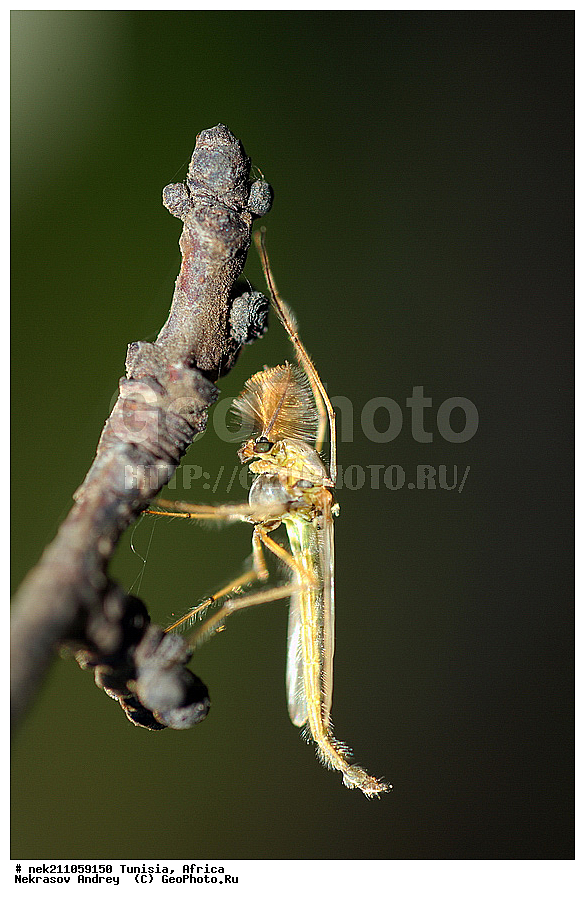 Ectognatha, Insecta, Insecta-Ectognatha, chironomidae, homepage, ������, ��������, ���������, �����, �������������, ���������, ���������, ������, �����, �������, �����, ������, �������, �������, �����, ������, ������, ������, ������, �����, �����, ���������, �����, �������, �����, �����, ���������, �����������, ��������������, �������������, ��������������