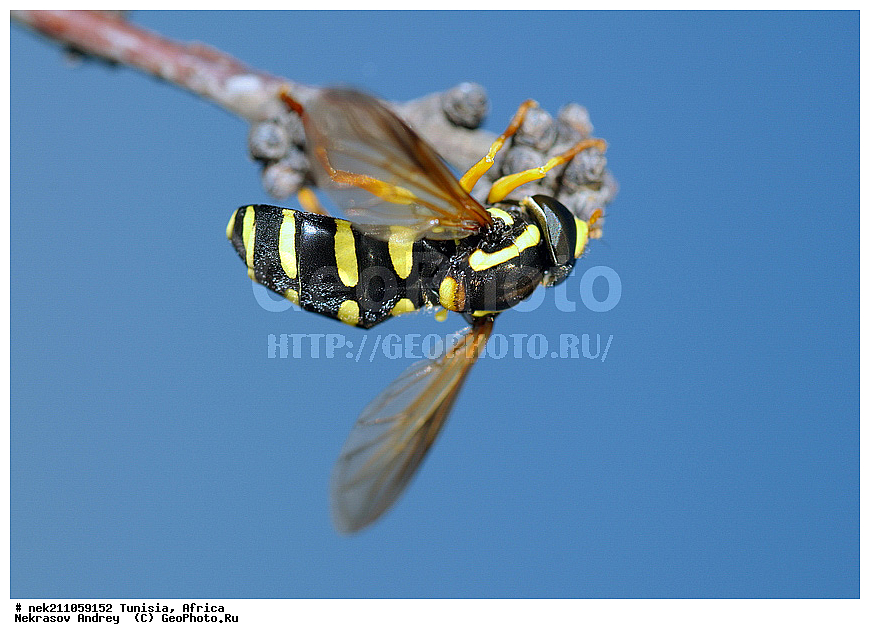 Ectognatha, Insecta, Insecta-Ectognatha, diophthalma, spilomyia, syrphidae, ������, ��������, ���������, �����, �������������, ���������, ���������, ���������, ������, ��������, ��������, �������, �������, ������, ������, �����������, ����������, ��������, ����, ���������, ���������, ���, ���, �����, ���������, �������, ������, �����, ���������, �����, ��������, �����, ���, �����������, �����, ��������������, �������������, ��������������