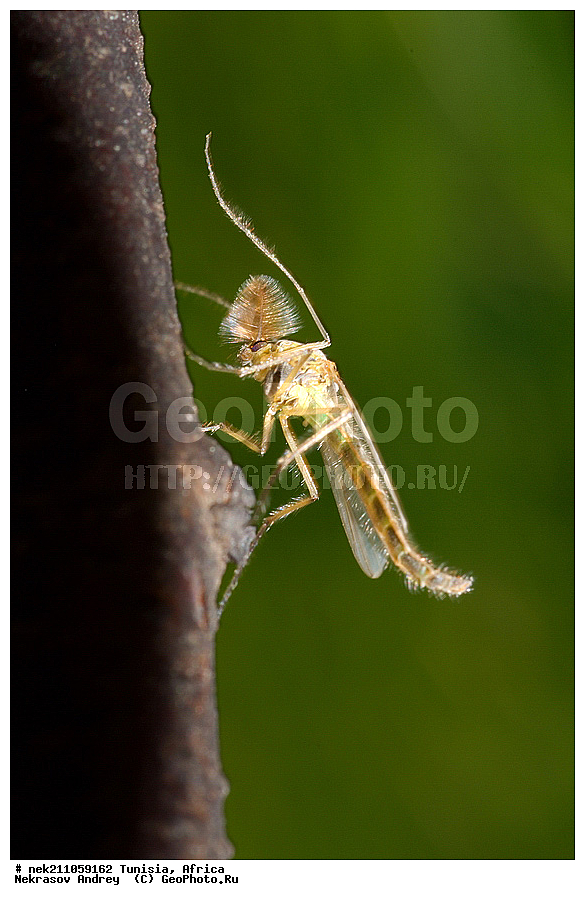 Ectognatha, Insecta, Insecta-Ectognatha, chironomidae, homepage, ������, ��������, ���������, �����, �������������, ���������, ���������, ������, �����, �������, �����, ������, �������, �������, �����, ������, ������, ������, ������, �����, �����, ���������, �����, �������, �����, �����, ���������, �����������, ��������������, �������������, ��������������