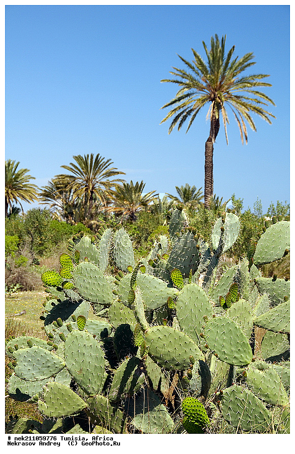 ������, �����, ������, �����������, �����������, �����������, ����������, ������, ������������, ������, �������, ����, ���������, ������, �������, �������, ������, ������������, �������, ���������, ������, ����, �����������, ��������, ������, ���������, ����� ����, �����, ��������, ���������, ���������, �������������, �������������, �������������, �������������, �������, ����, �������, �����, ������, �����, �����, ������ �������, ������������ ������, �������� �����, ����� ����, dragon fruit, ������������ ���, �������� ���, ��������� ���, ������, ��������, ������� ������, ohrenkaktus, Opuntia ficus Indica , ������ ��������, �����, ��������, ���������� ��������, ������������ ��������, ������������ ��������, ������� ��������, ������� ��������, �������������������� ��������, ���������� ��������, ������������, ������������, XYZ, ����������, �������, Cactaceae, ������� ���������, ������� ��������� �����, ������� ��������� ����, ������� ��������, ��������� �������, ��������� ����, ������� �����, ������� �����-������, ������� ��������, ��������� ������, ��������� ����, ��������� ����, ������� �����, ����, ����, Opuntia ficus-indica, Cactus chinensis, Cactus ficus-indica, Cactus opuntia, Opuntia arcei, Opuntia chinensis, Opuntia compressa, Opuntia cordobensis, Opuntia megacantha, Opuntia paraguayensis