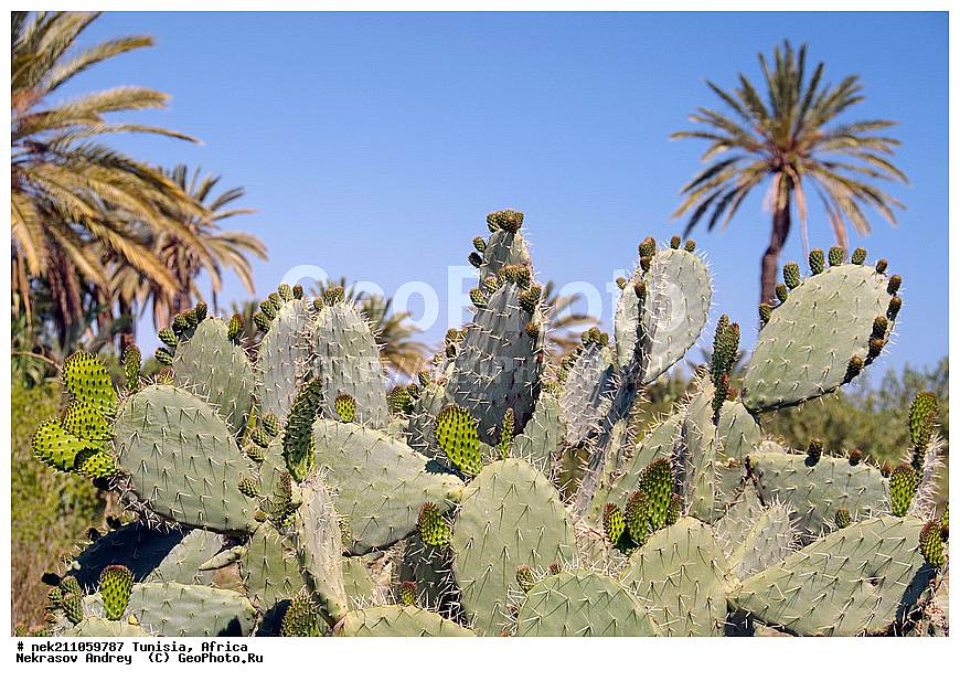 ������, �����, ������, �����������, �����������, �����������, ����������, ������, ������������, ������, �������, ����, ���������, ������, �������, �������, ������, ������������, �������, ���������, ������, ����, �����������, ��������, ������, ���������, ����� ����, �����, ��������, ���������, ���������, �������������, �������������, �������������, �������������, �������, ����, �������, �����, ������, �����, �����, ������ �������, ������������ ������, �������� �����, ����� ����, dragon fruit, ������������ ���, �������� ���, ��������� ���, ������, ��������, ������� ������, ohrenkaktus, Opuntia ficus Indica , ������ ��������, �����, ��������, ���������� ��������, ������������ ��������, ������������ ��������, ������� ��������, ������� ��������, �������������������� ��������, ���������� ��������, ������������, ������������, XYZ, ����������, �������, Cactaceae, ������� ���������, ������� ��������� �����, ������� ��������� ����, ������� ��������, ��������� �������, ��������� ����, ������� �����, ������� �����-������, ������� ��������, ��������� ������, ��������� ����, ��������� ����, ������� �����, ����, ����, Opuntia ficus-indica, Cactus chinensis, Cactus ficus-indica, Cactus opuntia, Opuntia arcei, Opuntia chinensis, Opuntia compressa, Opuntia cordobensis, Opuntia megacantha, Opuntia paraguayensis