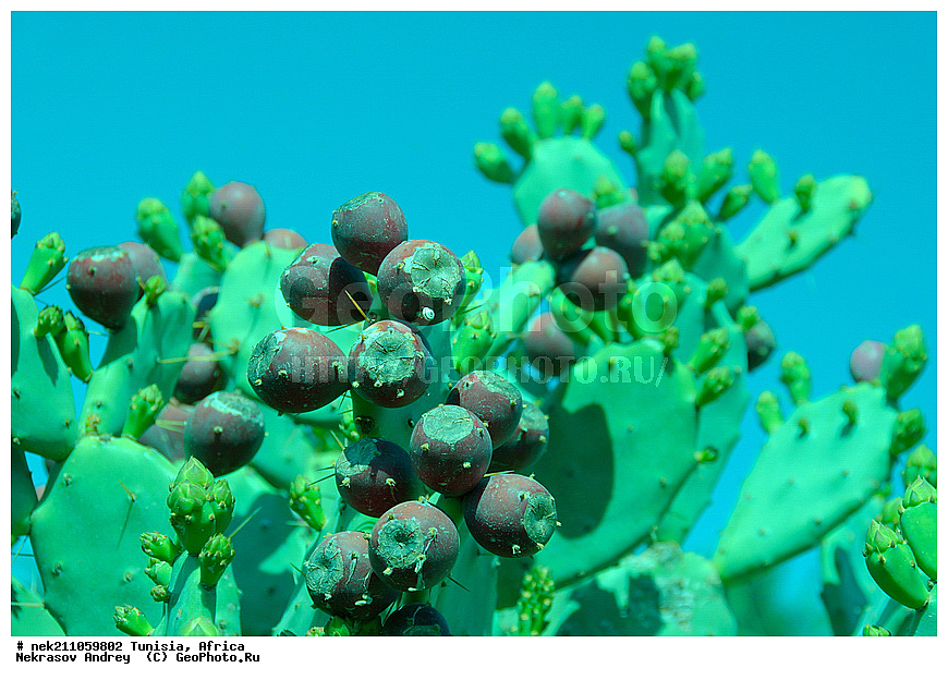 ������, �����, ������, �����������, �����������, �����������, ����������, ������, ������������, �������, ����, ���������, ������, �������, �������, ������, ������������, �������, ���������, ������, ����, �����������, ��������, ������, ���������, �����, �����, ��������, ���������, ���������, �������������, �������������, �������������, �������������, �������, ����, �������, �����, ����, �����, �����, ������ �������, ������������ ������, �������� �����, ����� ����, dragon fruit, ������������ ���, �������� ���, ��������� ���, ������, ��������, ������� ������, ohrenkaktus, Opuntia ficus Indica , ������ ��������, �����, ��������, ���������� ��������, ������������ ��������, ������������ ��������, ������� ��������, ������� ��������, �������������������� ��������, ���������� ��������, ������������, ������������, XYZ, ����������, �������, Cactaceae, ������� ���������, ������� ��������� �����, ������� ��������� ����, ������� ��������, ��������� �������, ��������� ����, ������� �����, ������� �����-������, ������� ��������, ��������� ������, ��������� ����, ��������� ����, ������� �����, ����, ����, Opuntia ficus-indica, Cactus chinensis, Cactus ficus-indica, Cactus opuntia, Opuntia arcei, Opuntia chinensis, Opuntia compressa, Opuntia cordobensis, Opuntia megacantha, Opuntia paraguayensis, ����, �����, �����, �����