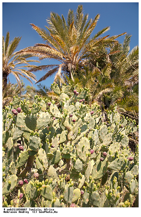 ������, �����, ������, �����������, �����������, �����������, ����������, ������, ������������, ������, �������, ����, ���������, ������, �������, �������, ������, ������������, �������, ���������, ������, ������, ������, ����, �����������, ��������, ������, ���������, ����� ����, �����, ��������, ���������, ���������, �������������, �������������, �������������, �������������, �������, ����, �������, �����, ������, �����, �����, ������ �������, ������������ ������, �������� �����, ����� ����, dragon fruit, ������������ ���, �������� ���, ��������� ���, ������, ��������, ������� ������, ohrenkaktus, Opuntia ficus Indica , ������ ��������, �����, ��������, ���������� ��������, ������������ ��������, ������������ ��������, ������� ��������, ������� ��������, �������������������� ��������, ���������� ��������, ������������, ������������, XYZ, ����������, �������, Cactaceae, ������� ���������, ������� ��������� �����, ������� ��������� ����, ������� ��������, ��������� �������, ��������� ����, ������� �����, ������� �����-������, ������� ��������, ��������� ������, ��������� ����, ��������� ����, ������� �����, ����, ����, Opuntia ficus-indica, Cactus chinensis, Cactus ficus-indica, Cactus opuntia, Opuntia arcei, Opuntia chinensis, Opuntia compressa, Opuntia cordobensis, Opuntia megacantha, Opuntia paraguayensis, ����, �����, �����, �����