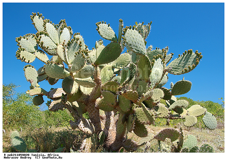 ������, �����, ������, �����������, �����������, �����������, ����������, ������, ������������, ������, �������, ����, ���������, ������, �������, �������, ������, ������������, �������, ���������, ������, ����, �����������, ��������, ������, ���������, ����� ����, �����, ��������, ���������, ���������, �������������, �������������, �������������, �������������, �������, ����, �������, �����, ������, �����, �����, ������ �������, ������������ ������, �������� �����, ����� ����, dragon fruit, ������������ ���, �������� ���, ��������� ���, ������, ��������, ������� ������, ohrenkaktus, Opuntia ficus Indica , ������ ��������, �����, ��������, ���������� ��������, ������������ ��������, ������������ ��������, ������� ��������, ������� ��������, �������������������� ��������, ���������� ��������, ������������, ������������, XYZ, ����������, �������, Cactaceae, ������� ���������, ������� ��������� �����, ������� ��������� ����, ������� ��������, ��������� �������, ��������� ����, ������� �����, ������� �����-������, ������� ��������, ��������� ������, ��������� ����, ��������� ����, ������� �����, ����, ����, Opuntia ficus-indica, Cactus chinensis, Cactus ficus-indica, Cactus opuntia, Opuntia arcei, Opuntia chinensis, Opuntia compressa, Opuntia cordobensis, Opuntia megacantha, Opuntia paraguayensis