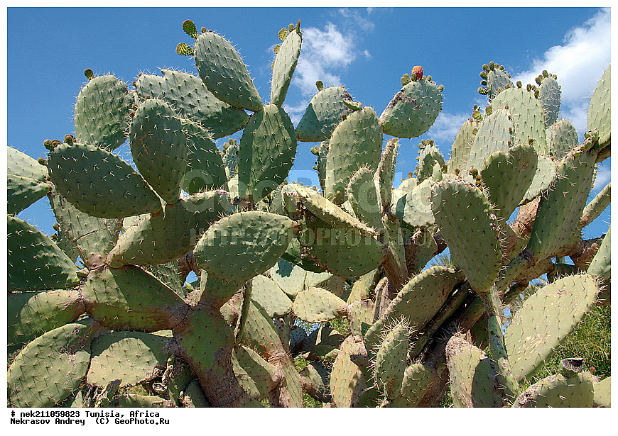 ������, �����, ������, �����������, �����������, �����������, ����������, ������, ������������, ������, �������, ����, ���������, ������, �������, �������, ������, ������������, �������, ���������, ������, ����, �����������, ��������, ������, ���������, ����� ����, �����, ��������, ���������, ���������, �������������, �������������, �������������, �������������, �������, ����, �������, �����, ������, �����, �����, ������ �������, ������������ ������, �������� �����, ����� ����, dragon fruit, ������������ ���, �������� ���, ��������� ���, ������, ��������, ������� ������, ohrenkaktus, Opuntia ficus Indica , ������ ��������, �����, ��������, ���������� ��������, ������������ ��������, ������������ ��������, ������� ��������, ������� ��������, �������������������� ��������, ���������� ��������, ������������, ������������, XYZ, ����������, �������, Cactaceae, ������� ���������, ������� ��������� �����, ������� ��������� ����, ������� ��������, ��������� �������, ��������� ����, ������� �����, ������� �����-������, ������� ��������, ��������� ������, ��������� ����, ��������� ����, ������� �����, ����, ����, Opuntia ficus-indica, Cactus chinensis, Cactus ficus-indica, Cactus opuntia, Opuntia arcei, Opuntia chinensis, Opuntia compressa, Opuntia cordobensis, Opuntia megacantha, Opuntia paraguayensis