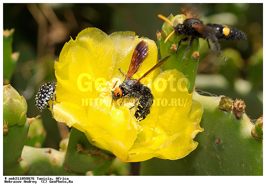 Ectognatha, Insecta, Insecta-Ectognatha, ������, ��������, ���������, �����, �������������, ���������, ������, �����������, �����������, �����������, ������������, ������, �������, ������, �������, �������, ������������, ���������, ������, �������, ��������, �������, ���, ���������, ���, �����������, ��������, �����, ��������, �����, ��������, ���������, ���������, �������������, �������������, �������������, �������������, ������, ������, �������, ������, �����������, �����, �����, ������ �������, ������������ ������, �������� �����, ����� ����, dragon fruit, ������������ ���, �������� ���, ��������� ���, ������, ��������, ������� ������, ohrenkaktus, Opuntia ficus Indica , ������ ��������, �����, ��������, ���������� ��������, ������������ ��������, ������������ ��������, ������� ��������, ������� ��������, �������������������� ��������, ���������� ��������, ������������, ������������, XYZ, ����������, �������, Cactaceae, ������� ���������, ������� ��������� �����, ������� ��������� ����, ������� ��������, ��������� �������, ��������� ����, ������� �����, ������� �����-������, ������� ��������, ��������� ������, ��������� ����, ��������� ����, ������� �����, ����, ����, Opuntia ficus-indica, Cactus chinensis, Cactus ficus-indica, Cactus opuntia, Opuntia arcei, Opuntia chinensis, Opuntia compressa, Opuntia cordobensis, Opuntia megacantha, Opuntia paraguayensis, ������, �����, ��������������, �������������, ��������������