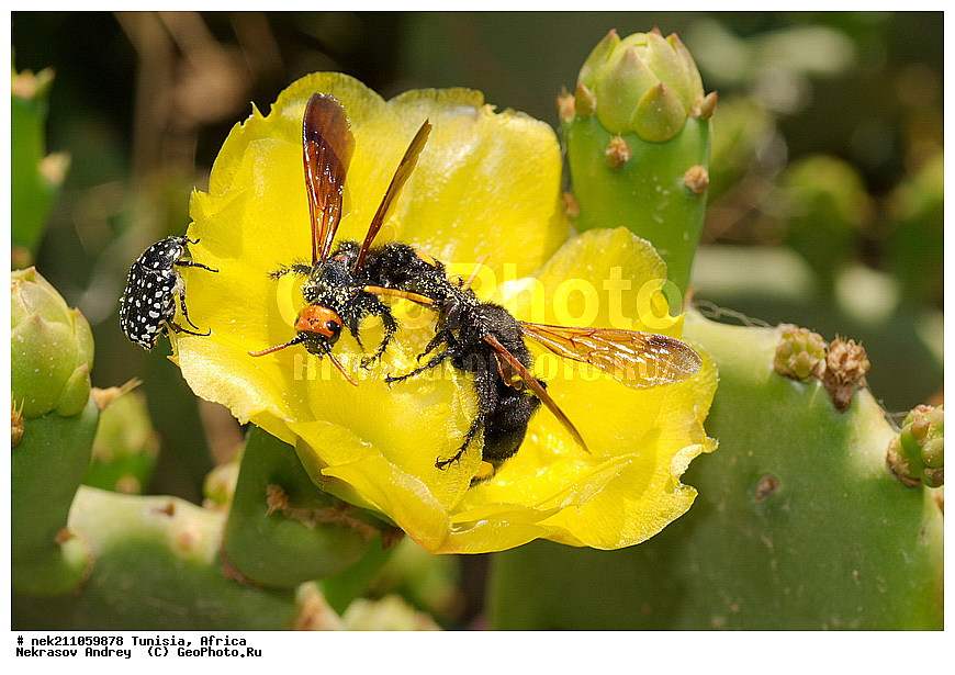 Ectognatha, Insecta, Insecta-Ectognatha, ������, ��������, ���������, �����, �������������, ���������, ������, �����������, �����������, �����������, ������������, ������, �������, ������, �������, �������, ������������, ���������, ������, �������, ��������, �������, ���, ���������, ���, �����������, ��������, �����, ��������, �����, ��������, ���������, ���������, �������������, �������������, �������������, �������������, ������, ������, �������, ������, �����������, �����, ���, ����, ����, �����, ������ �������, ������������ ������, �������� �����, ����� ����, dragon fruit, ������������ ���, �������� ���, ��������� ���, ������, ��������, ������� ������, ohrenkaktus, Opuntia ficus Indica , ������ ��������, �����, ��������, ���������� ��������, ������������ ��������, ������������ ��������, ������� ��������, ������� ��������, �������������������� ��������, ���������� ��������, ������������, ������������, XYZ, ����������, �������, Cactaceae, ������� ���������, ������� ��������� �����, ������� ��������� ����, ������� ��������, ��������� �������, ��������� ����, ������� �����, ������� �����-������, ������� ��������, ��������� ������, ��������� ����, ��������� ����, ������� �����, ����, ����, Opuntia ficus-indica, Cactus chinensis, Cactus ficus-indica, Cactus opuntia, Opuntia arcei, Opuntia chinensis, Opuntia compressa, Opuntia cordobensis, Opuntia megacantha, Opuntia paraguayensis, ������, �����, ��������������, �������������, ��������������