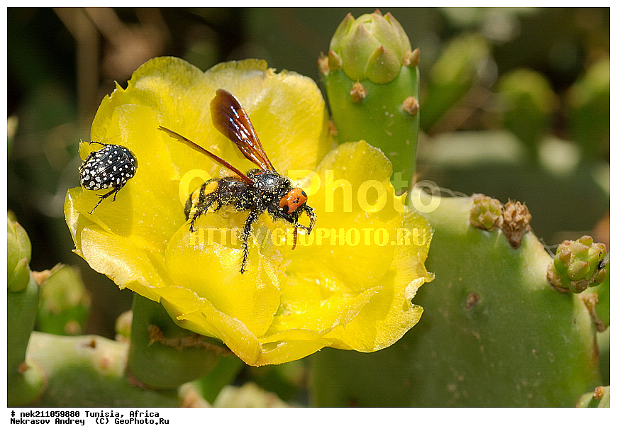 Ectognatha, Insecta, Insecta-Ectognatha, ������, ��������, ���������, �����, �������������, ���������, ������, �����������, �����������, �����������, ������������, ������, �������, ������, �������, �������, ������������, ���������, ������, �������, ��������, �������, ���, ���������, ���, �����������, ��������, �����, ��������, �����, ��������, ���������, ���������, �������������, �������������, �������������, �������������, ������, ������, �������, ������, �����������, �����, �����, ������ �������, ������������ ������, �������� �����, ����� ����, dragon fruit, ������������ ���, �������� ���, ��������� ���, ������, ��������, ������� ������, ohrenkaktus, Opuntia ficus Indica , ������ ��������, �����, ��������, ���������� ��������, ������������ ��������, ������������ ��������, ������� ��������, ������� ��������, �������������������� ��������, ���������� ��������, ������������, ������������, XYZ, ����������, �������, Cactaceae, ������� ���������, ������� ��������� �����, ������� ��������� ����, ������� ��������, ��������� �������, ��������� ����, ������� �����, ������� �����-������, ������� ��������, ��������� ������, ��������� ����, ��������� ����, ������� �����, ����, ����, Opuntia ficus-indica, Cactus chinensis, Cactus ficus-indica, Cactus opuntia, Opuntia arcei, Opuntia chinensis, Opuntia compressa, Opuntia cordobensis, Opuntia megacantha, Opuntia paraguayensis, ������, �����, ��������������, �������������, ��������������