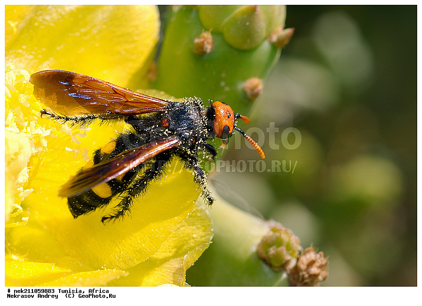 Ectognatha, Insecta, Insecta-Ectognatha, ������, ��������, ���������, �����, �������������, ���������, ������, ������, �������, ������, �������, �������, ������������, ���������, ������, �������, ��������, �������, ���, ���, ��������, �����, ��������, �����, ������, ������, �������, ������, �����������, �����, �����, ������ �������, ������������ ������, �������� �����, ����� ����, dragon fruit, ������������ ���, �������� ���, ��������� ���, ������, ��������, ������� ������, ohrenkaktus, Opuntia ficus Indica , ������ ��������, �����, ��������, ���������� ��������, ������������ ��������, ������������ ��������, ������� ��������, ������� ��������, �������������������� ��������, ���������� ��������, ������������, ������������, XYZ, ����������, �������, Cactaceae, ������� ���������, ������� ��������� �����, ������� ��������� ����, ������� ��������, ��������� �������, ��������� ����, ������� �����, ������� �����-������, ������� ��������, ��������� ������, ��������� ����, ��������� ����, ������� �����, ����, ����, Opuntia ficus-indica, Cactus chinensis, Cactus ficus-indica, Cactus opuntia, Opuntia arcei, Opuntia chinensis, Opuntia compressa, Opuntia cordobensis, Opuntia megacantha, Opuntia paraguayensis, ������, �����, ��������������, �������������, ��������������