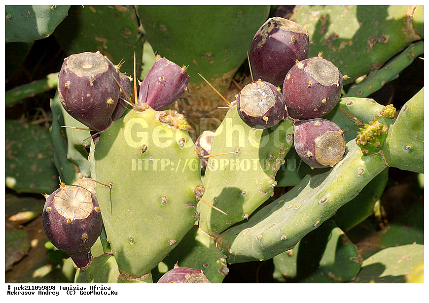 ������, �����, ������, �����������, �����������, �����������, ����������, ������, ������������, �������, ����, ���������, ������, �������, �������, ������, ������������, �������, ���������, ������, ����, �����������, ��������, ������, ���������, �����, �����, ��������, ���������, ���������, �������������, �������������, �������������, �������������, �������, ����, �������, �����, ����, �����, �����, ������ �������, ������������ ������, �������� �����, ����� ����, dragon fruit, ������������ ���, �������� ���, ��������� ���, ������, ��������, ������� ������, ohrenkaktus, Opuntia ficus Indica , ������ ��������, �����, ��������, ���������� ��������, ������������ ��������, ������������ ��������, ������� ��������, ������� ��������, �������������������� ��������, ���������� ��������, ������������, ������������, XYZ, ����������, �������, Cactaceae, ������� ���������, ������� ��������� �����, ������� ��������� ����, ������� ��������, ��������� �������, ��������� ����, ������� �����, ������� �����-������, ������� ��������, ��������� ������, ��������� ����, ��������� ����, ������� �����, ����, ����, Opuntia ficus-indica, Cactus chinensis, Cactus ficus-indica, Cactus opuntia, Opuntia arcei, Opuntia chinensis, Opuntia compressa, Opuntia cordobensis, Opuntia megacantha, Opuntia paraguayensis, ����, �����, �����, �����