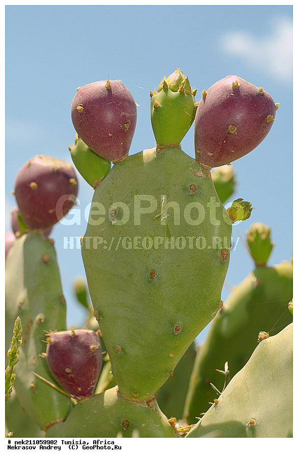 ������, �����, ������, �����������, �����������, �����������, ����������, ������, ������������, �������, ����, ���������, ������, �������, �������, ������, ������������, �������, ���������, ������, ����, �����������, ��������, ������, ���������, �����, �����, ��������, ���������, ���������, �������������, �������������, �������������, �������������, �������, ����, �������, �����, ����, �����, �����, ������ �������, ������������ ������, �������� �����, ����� ����, dragon fruit, ������������ ���, �������� ���, ��������� ���, ������, ��������, ������� ������, ohrenkaktus, Opuntia ficus Indica , ������ ��������, �����, ��������, ���������� ��������, ������������ ��������, ������������ ��������, ������� ��������, ������� ��������, �������������������� ��������, ���������� ��������, ������������, ������������, XYZ, ����������, �������, Cactaceae, ������� ���������, ������� ��������� �����, ������� ��������� ����, ������� ��������, ��������� �������, ��������� ����, ������� �����, ������� �����-������, ������� ��������, ��������� ������, ��������� ����, ��������� ����, ������� �����, ����, ����, Opuntia ficus-indica, Cactus chinensis, Cactus ficus-indica, Cactus opuntia, Opuntia arcei, Opuntia chinensis, Opuntia compressa, Opuntia cordobensis, Opuntia megacantha, Opuntia paraguayensis, ����, �����, �����, �����