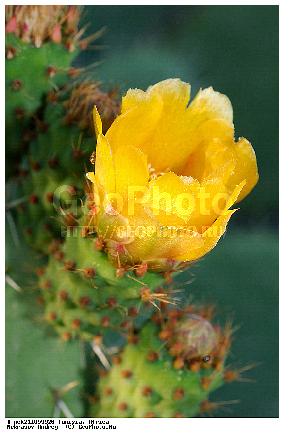 ������, �������, �����, �������� ������, ������, �����������, �����������, �����������, ������������, ������, �������, ����, ������, �������, �������, ������, ������������, �������, ���������, ������, �����������, ��������, �����, �����, ��������, ���������, ���������, �������������, �������������, �������������, �������������, �������, ������, ����, �����, �����, ������ �������, ������������ ������, �������� �����, ����� ����, dragon fruit, ������������ ���, �������� ���, ��������� ���, ������, ��������, ������� ������, ohrenkaktus, Opuntia ficus Indica , ������ ��������, �����, ��������, ���������� ��������, ������������ ��������, ������������ ��������, ������� ��������, ������� ��������, �������������������� ��������, ���������� ��������, ������������, ������������, XYZ, ����������, �������, Cactaceae, ������� ���������, ������� ��������� �����, ������� ��������� ����, ������� ��������, ��������� �������, ��������� ����, ������� �����, ������� �����-������, ������� ��������, ��������� ������, ��������� ����, ��������� ����, ������� �����, ����, ����, Opuntia ficus-indica, Cactus chinensis, Cactus ficus-indica, Cactus opuntia, Opuntia arcei, Opuntia chinensis, Opuntia compressa, Opuntia cordobensis, Opuntia megacantha, Opuntia paraguayensis, ������, �����