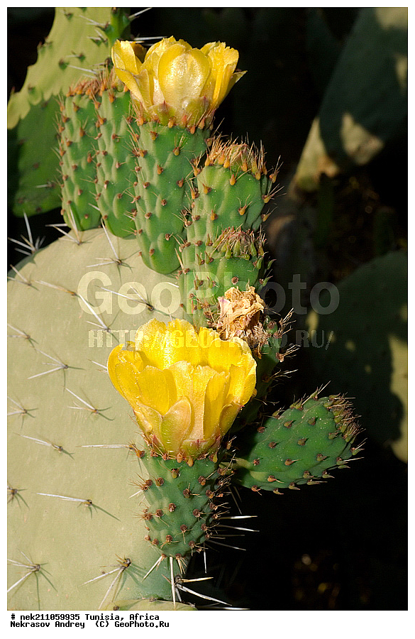 ������, �������, �����, �������� ������, ������, �����������, �����������, �����������, ������������, ������, �������, ����, ������, �������, �������, ������, ������������, �������, ���������, ������, �����������, ��������, �����, �����, ��������, ���������, ���������, �������������, �������������, �������������, �������������, �������, ������, ����, �����, ���, ����, ����, �����, ������ �������, ������������ ������, �������� �����, ����� ����, dragon fruit, ������������ ���, �������� ���, ��������� ���, ������, ��������, ������� ������, ohrenkaktus, Opuntia ficus Indica , ������ ��������, �����, ��������, ���������� ��������, ������������ ��������, ������������ ��������, ������� ��������, ������� ��������, �������������������� ��������, ���������� ��������, ������������, ������������, XYZ, ����������, �������, Cactaceae, ������� ���������, ������� ��������� �����, ������� ��������� ����, ������� ��������, ��������� �������, ��������� ����, ������� �����, ������� �����-������, ������� ��������, ��������� ������, ��������� ����, ��������� ����, ������� �����, ����, ����, Opuntia ficus-indica, Cactus chinensis, Cactus ficus-indica, Cactus opuntia, Opuntia arcei, Opuntia chinensis, Opuntia compressa, Opuntia cordobensis, Opuntia megacantha, Opuntia paraguayensis, ������, �����