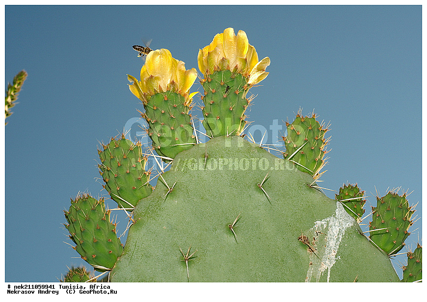 ������, �������, �����, �������� ������, ������, �����������, �����������, �����������, ������������, ������, �������, ����, ������, �������, �������, ������, ������������, �������, ���������, ������, �����������, ��������, �����, �����, ��������, ���������, ���������, �������������, �������������, �������������, �������������, �������, ������, ����, �����, ���, ����, ����, �����, ������ �������, ������������ ������, �������� �����, ����� ����, dragon fruit, ������������ ���, �������� ���, ��������� ���, ������, ��������, ������� ������, ohrenkaktus, Opuntia ficus Indica , ������ ��������, �����, ��������, ���������� ��������, ������������ ��������, ������������ ��������, ������� ��������, ������� ��������, �������������������� ��������, ���������� ��������, ������������, ������������, XYZ, ����������, �������, Cactaceae, ������� ���������, ������� ��������� �����, ������� ��������� ����, ������� ��������, ��������� �������, ��������� ����, ������� �����, ������� �����-������, ������� ��������, ��������� ������, ��������� ����, ��������� ����, ������� �����, ����, ����, Opuntia ficus-indica, Cactus chinensis, Cactus ficus-indica, Cactus opuntia, Opuntia arcei, Opuntia chinensis, Opuntia compressa, Opuntia cordobensis, Opuntia megacantha, Opuntia paraguayensis, ������, �����