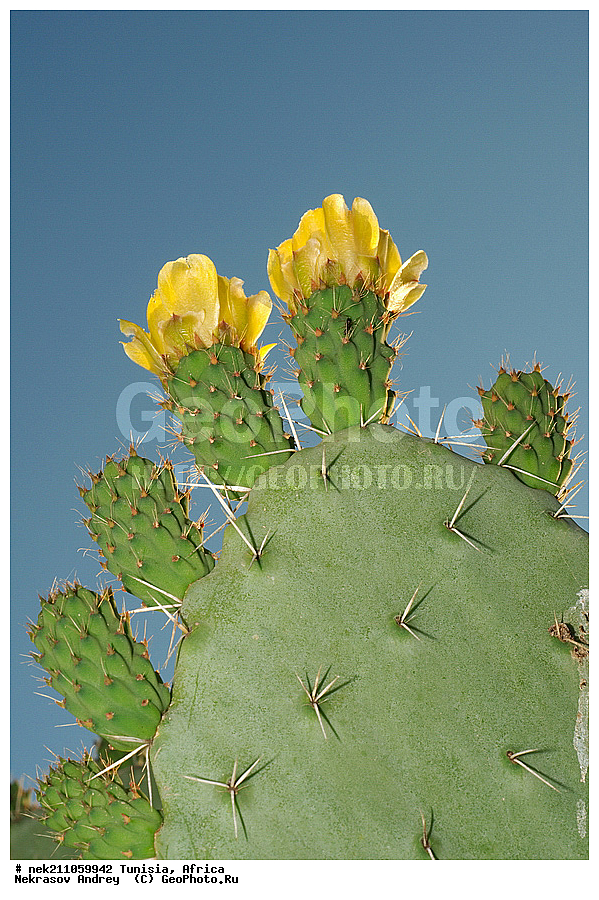 ������, �������, �����, �������� ������, ������, �����������, �����������, �����������, ������������, ������, �������, ����, ������, �������, �������, ������, ������������, �������, ���������, ������, �����������, ��������, �����, �����, ��������, ���������, ���������, �������������, �������������, �������������, �������������, �������, ������, ����, �����, ���, ����, ����, �����, ������ �������, ������������ ������, �������� �����, ����� ����, dragon fruit, ������������ ���, �������� ���, ��������� ���, ������, ��������, ������� ������, ohrenkaktus, Opuntia ficus Indica , ������ ��������, �����, ��������, ���������� ��������, ������������ ��������, ������������ ��������, ������� ��������, ������� ��������, �������������������� ��������, ���������� ��������, ������������, ������������, XYZ, ����������, �������, Cactaceae, ������� ���������, ������� ��������� �����, ������� ��������� ����, ������� ��������, ��������� �������, ��������� ����, ������� �����, ������� �����-������, ������� ��������, ��������� ������, ��������� ����, ��������� ����, ������� �����, ����, ����, Opuntia ficus-indica, Cactus chinensis, Cactus ficus-indica, Cactus opuntia, Opuntia arcei, Opuntia chinensis, Opuntia compressa, Opuntia cordobensis, Opuntia megacantha, Opuntia paraguayensis, ������, �����